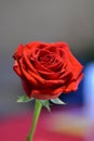 Red rose on gray background, vertical image