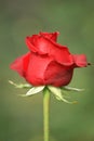 The red rose with green background