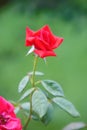 Red rose on a green background