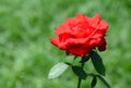 Red rose green bokeh background