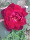 A red rose with green branch of leaves in the garden. Royalty Free Stock Photo