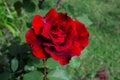 Red rose in green field