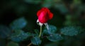 Red rose on a green garden background.