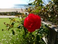 Red Rose Green Grass Beach Ocean