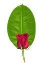 Red rose on green leaf
