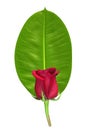 Red rose on green leaf Royalty Free Stock Photo