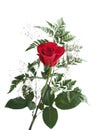 Red rose with green leafs