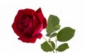 Red rose