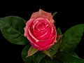 Red rose with green leaves on black background, top view macro of an isolated blossom Royalty Free Stock Photo