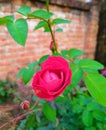 Red rose green leaves blur background ossm picture Royalty Free Stock Photo