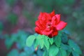 Red rose and green leaves with bokeh background Royalty Free Stock Photo