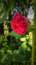 Red rose green leaves Royalty Free Stock Photo