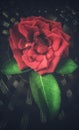 A beautiful red rose with green leaves on a weaved basket lid Royalty Free Stock Photo