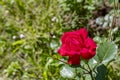 Red rose on a green natural background. One open flower blossom rose, symbol of love Royalty Free Stock Photo
