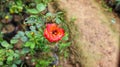 Scarlet red hybrid tea rose flower .Blossoming Rose Tricolour, \