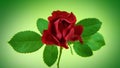 Red rose on green