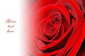 Red rose greetings card Royalty Free Stock Photo