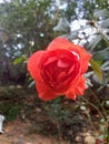 Red Rose in the ground