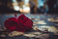 Red rose on the ground Royalty Free Stock Photo