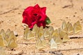 Red rose and group of pieridae butterfly