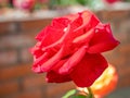 Red rose growing on brick wall background Royalty Free Stock Photo