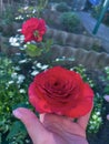 a rose growing in the garden in a woman\'s hand Royalty Free Stock Photo