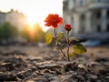a red rose growing out of the ground in front of a building