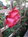 Red Rose Growing Though a Trellis Royalty Free Stock Photo