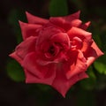 Red rose grows on a bush in the garden Royalty Free Stock Photo