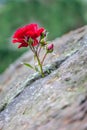Red rose grows in a crevice