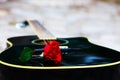 Red rose on the guitar body outdoor Royalty Free Stock Photo