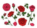 Red rose. Hand drawn roses garden flowers with green leaves, buds and thorns. Cartoon vector isolated collection