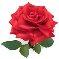 Red Rose. Royalty Free Stock Photo