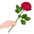 Red rose in hand gift to your favorite art Royalty Free Stock Photo