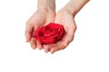Red rose in hands over white background.