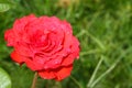 Red rose have water drops on top