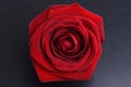 Red rose head on black background Royalty Free Stock Photo