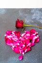 Red rose and Heart of fresh rose petals. Love concept Royalty Free Stock Photo