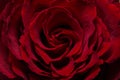 Red Rose Heart Royalty Free Stock Photo