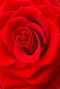 Red rose heart-shaped petals love concept Royalty Free Stock Photo