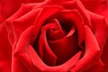 Red rose with heart symbol from petal in center Royalty Free Stock Photo