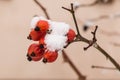 The red rose-hip berries covered with snow Royalty Free Stock Photo