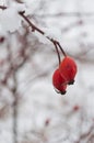 Red rose-hip berries covered with snow in a cold winter day Royalty Free Stock Photo