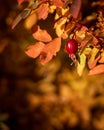 Red rose hip on a bush in autumn as background. Royalty Free Stock Photo