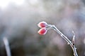 Red rose hip with ice Royalty Free Stock Photo