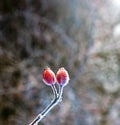 Red rose hip with ice Royalty Free Stock Photo