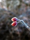 Red rose hip with ice Royalty Free Stock Photo