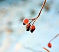 Red rose hip with ice Royalty Free Stock Photo