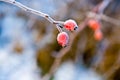 Red rose hip with ice Royalty Free Stock Photo