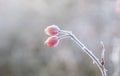 Red rose hip with ice in winter Royalty Free Stock Photo